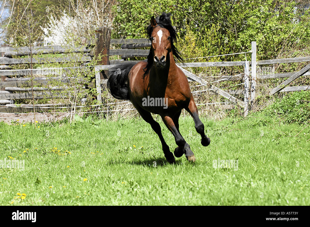 Arabian Horse Vollblutaraber Stock Photo