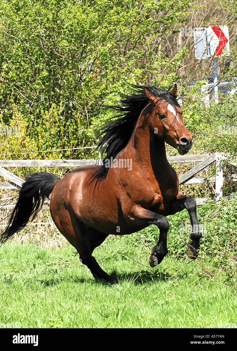 Arabian Horse Vollblutaraber Stock Photo