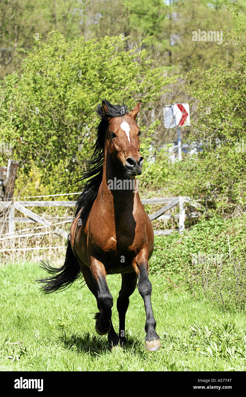 Arabian Horse Vollblutaraber Stock Photo