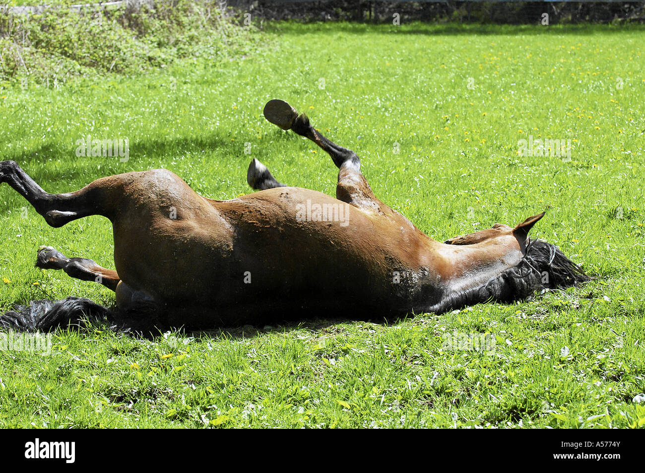 Arabian Horse Vollblutaraber Stock Photo