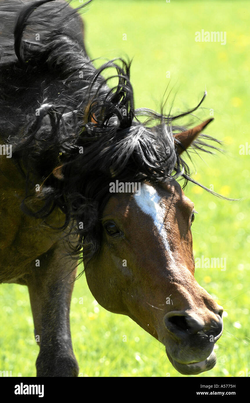 Arabian Horse Vollblutaraber Stock Photo