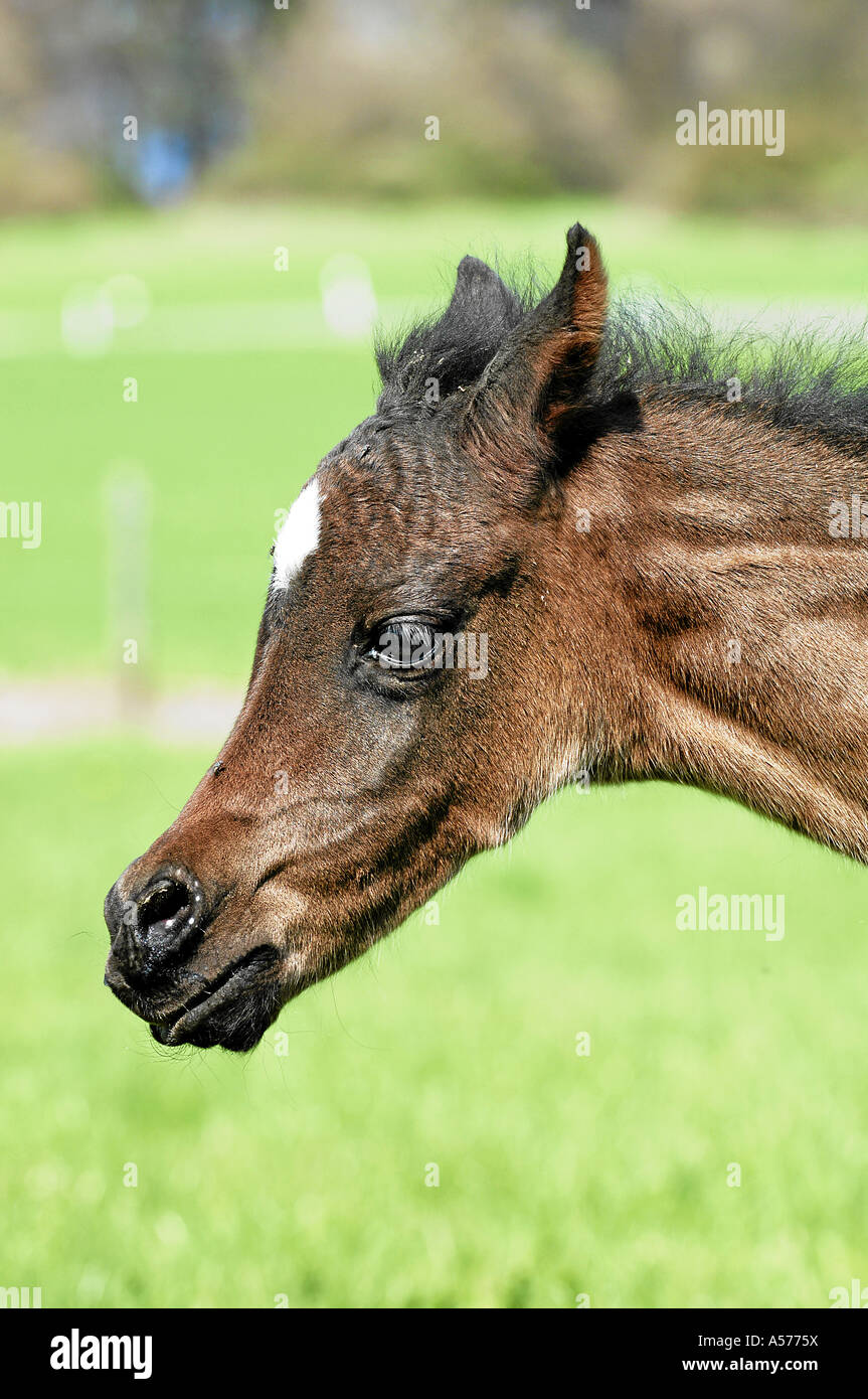 Arabian Horse Vollblutaraber Stock Photo Alamy