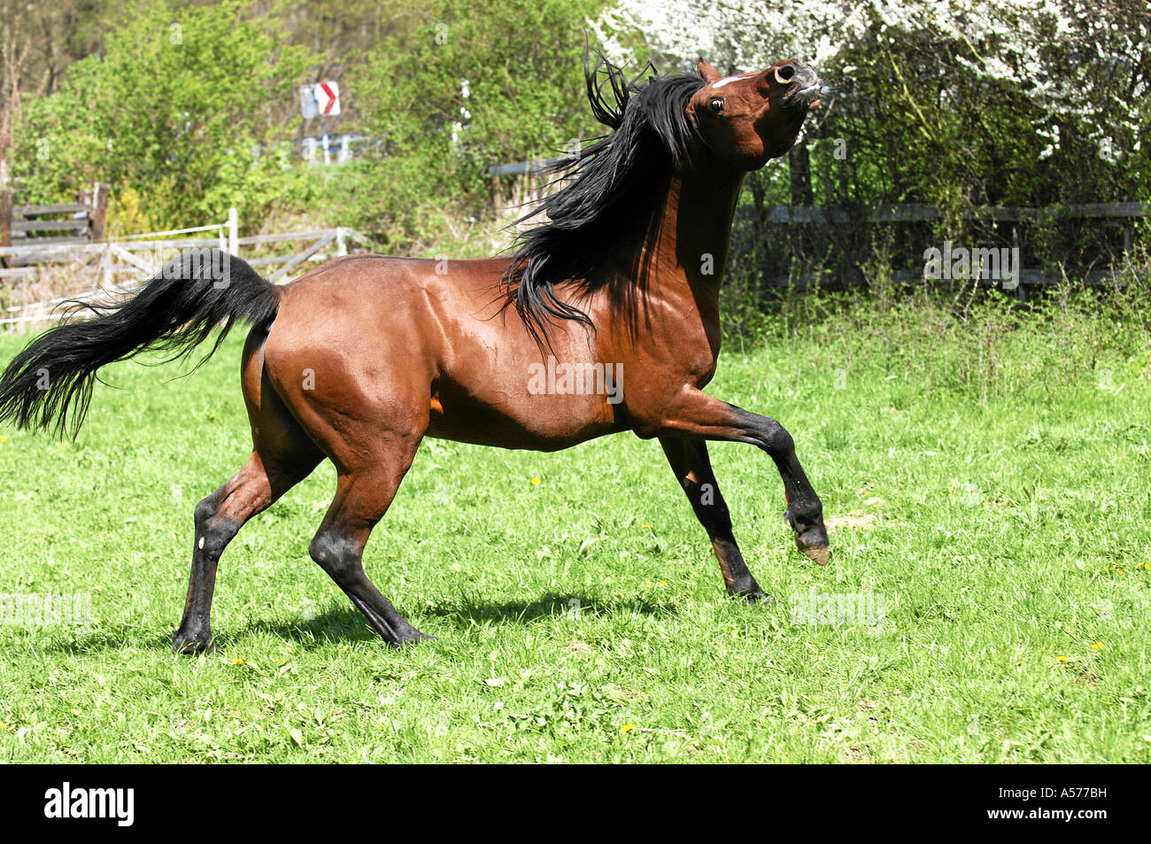 Arabian Horse Vollblutaraber Stock Photo