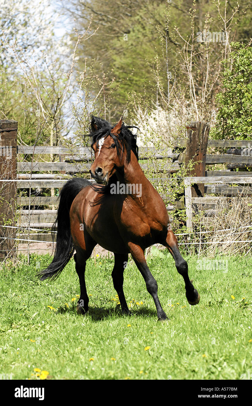 Arabian Horse Vollblutaraber Stock Photo