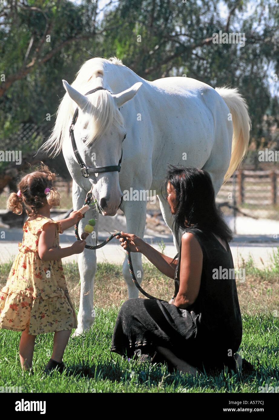 Arabian Horse Vollblutaraber Stock Photo