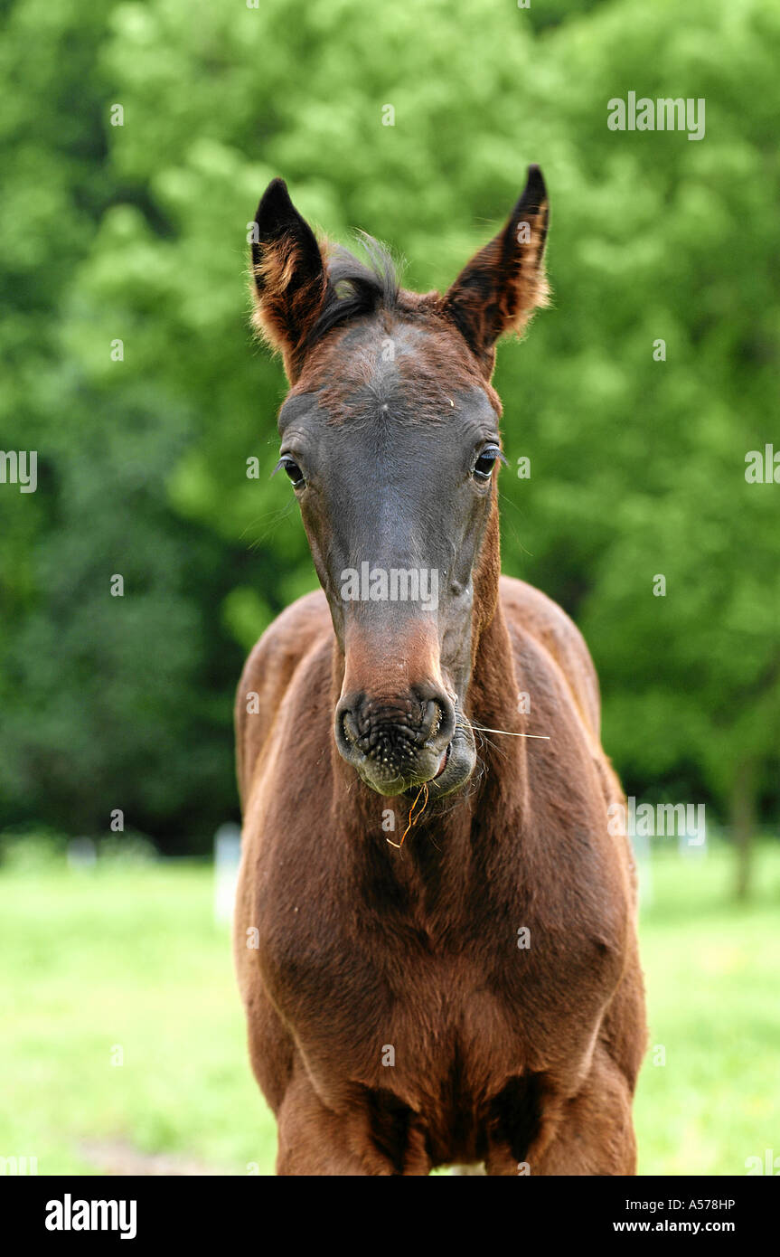 Nonius Hungary Nonius Ungarn Stock Photo - Alamy