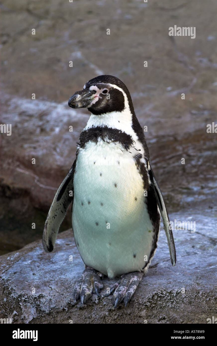 Humboldt penguin Spheniscus humboldti Stock Photo - Alamy