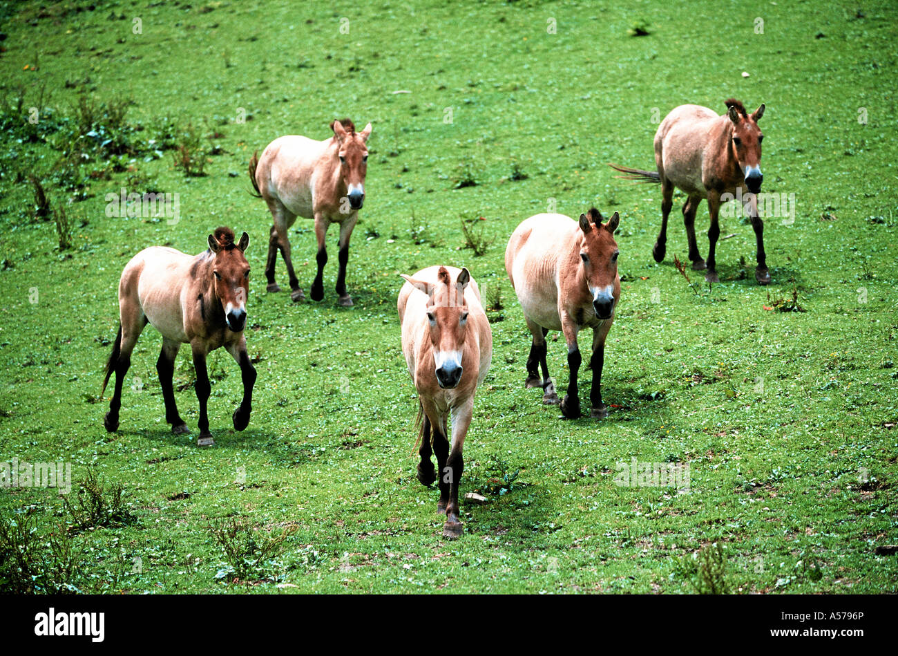 Przewalski Wild Horse mongolian asian takhi Stock Photo - Alamy
