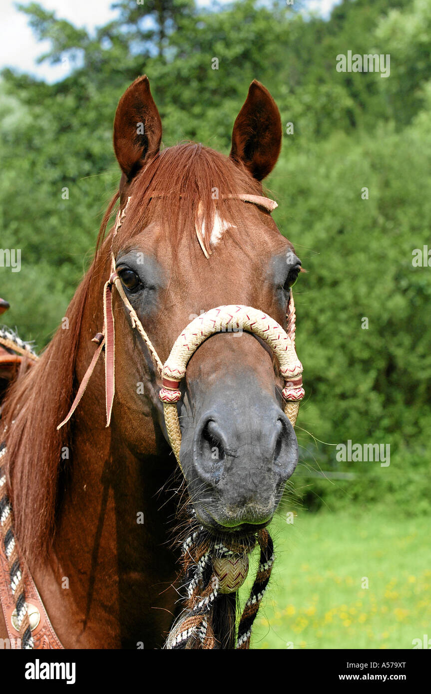 quarter horse hengst Stock Photo Alamy