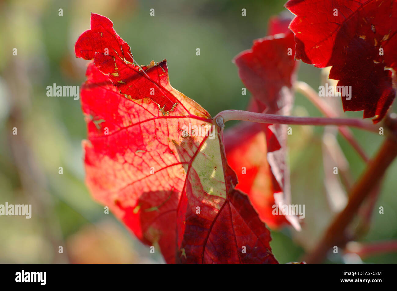 Red wine leaf, close-up Stock Photo