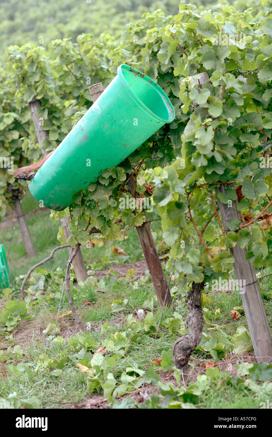 Backbasket in vinyard Stock Photo Alamy