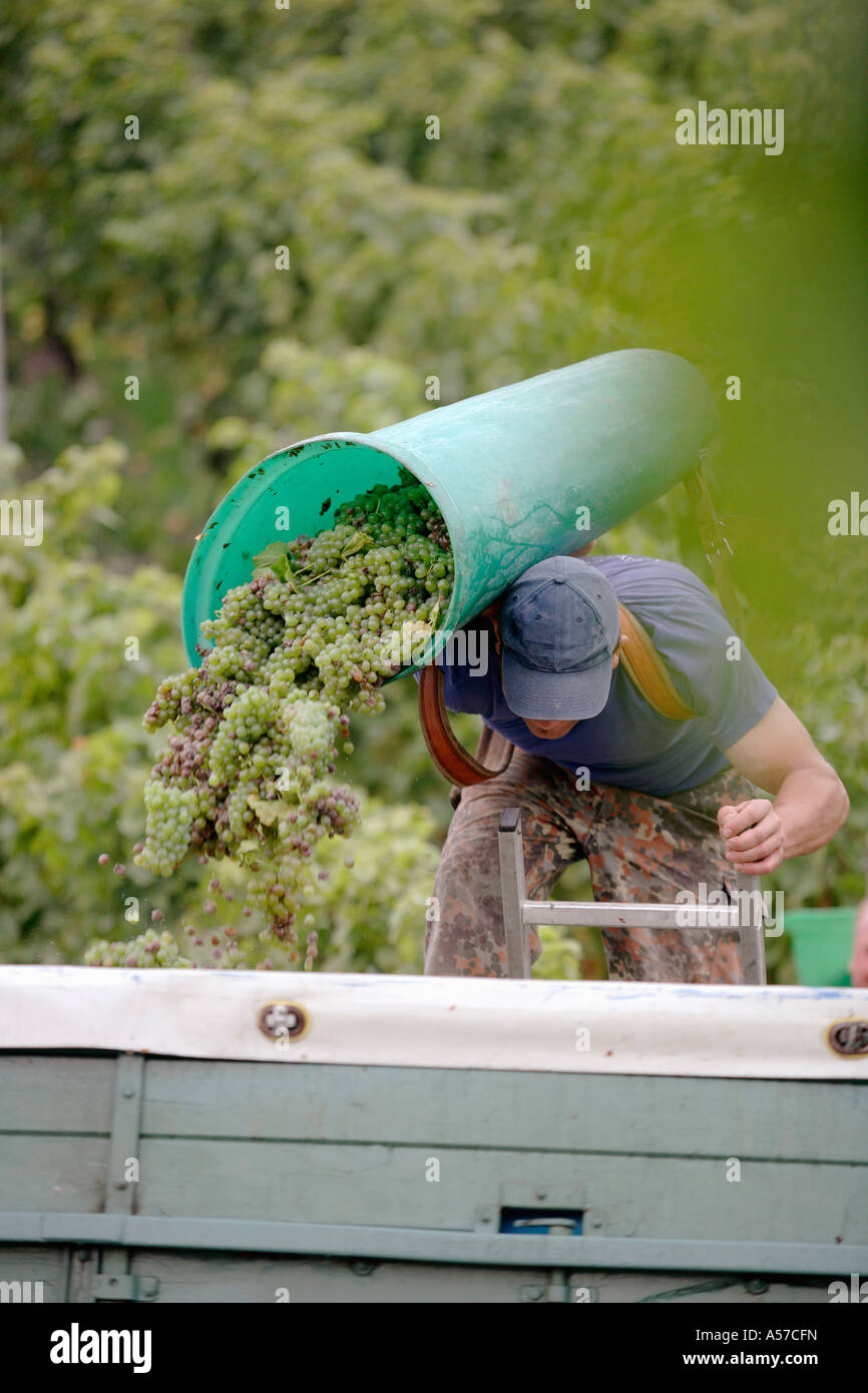 Man pouring grapes on truck Stock Photo - Alamy