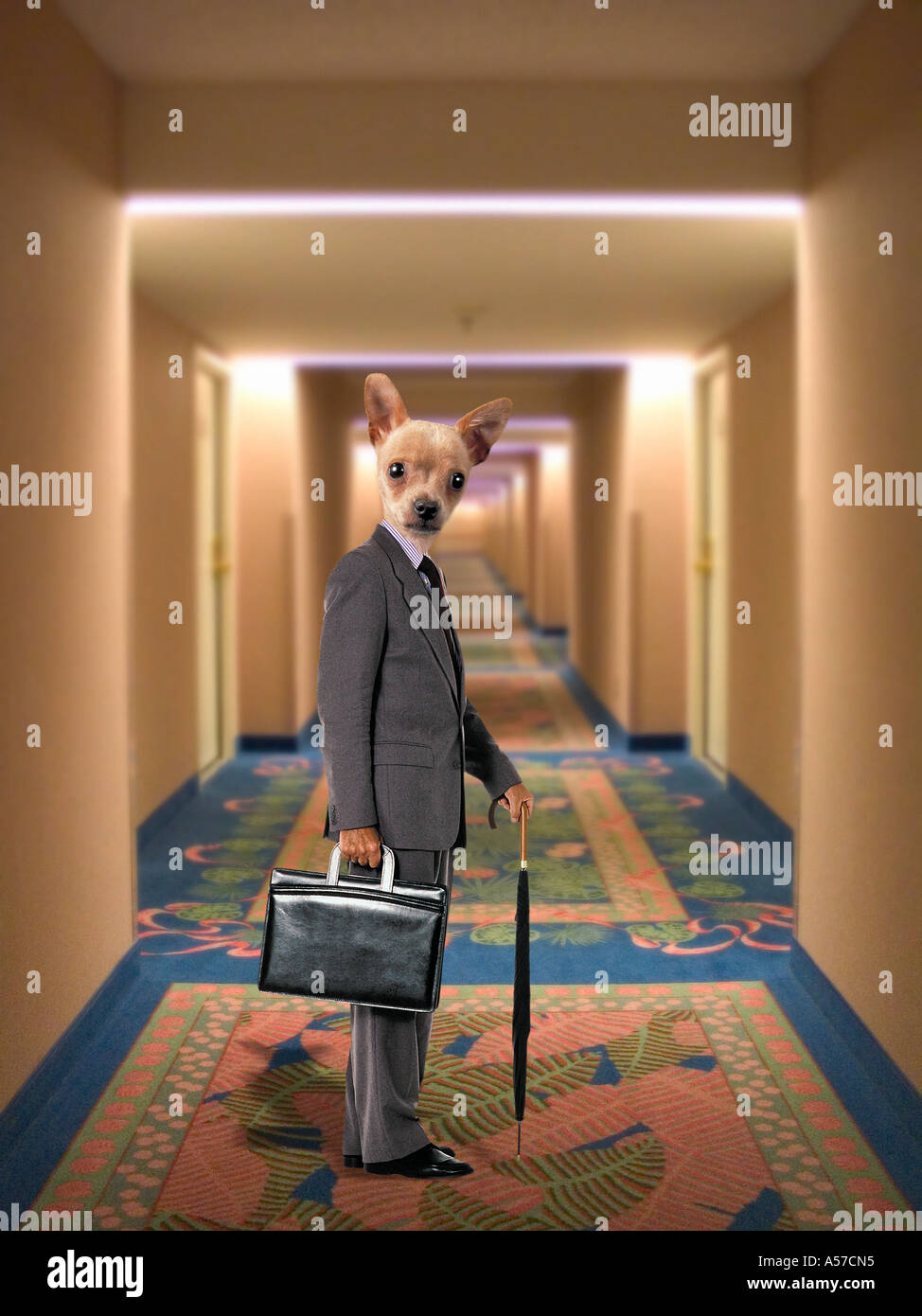 Dogman goes to work. Stock Photo