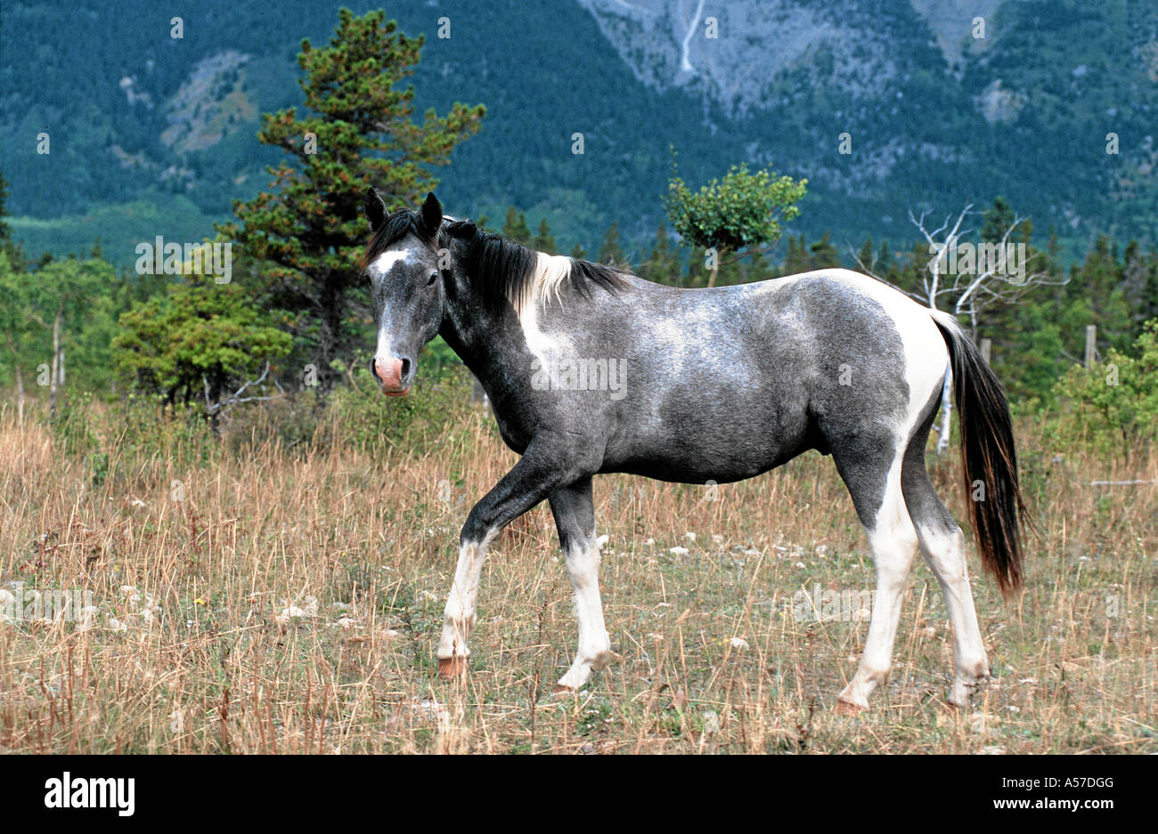 Cayuse indian pony hi-res stock photography and images - Alamy