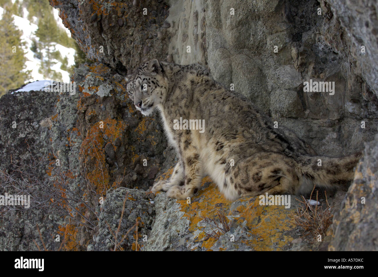 Snow Leopard Panthera uncia on rocks captive USA Stock Photo