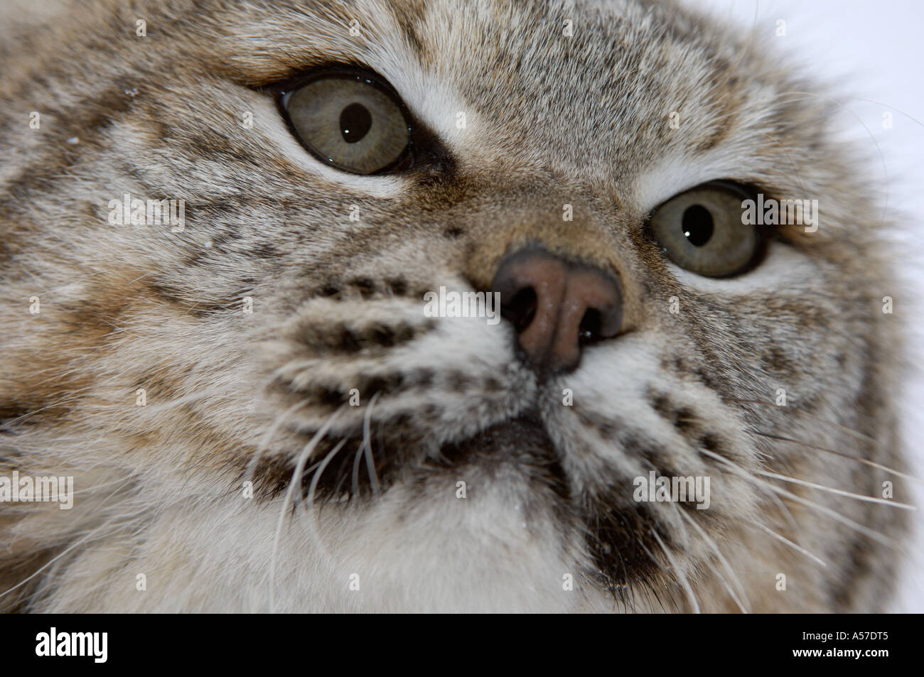 Close up of face of North American Bobcat Lynx rufus captive USA Stock  Photo - Alamy