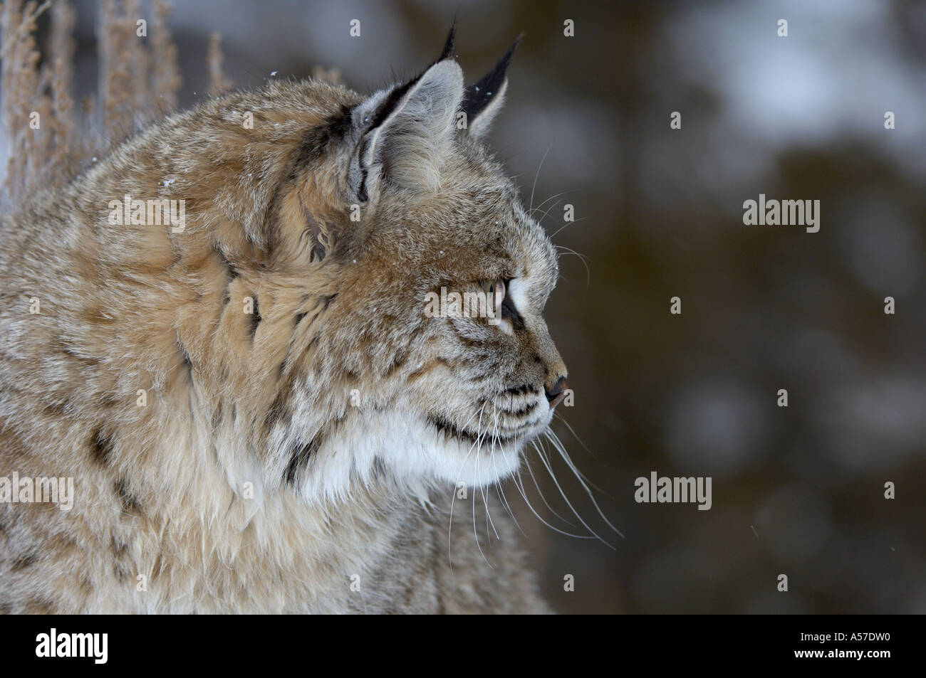 North American Bobcat Lynx rufus looking sideways captive USA Stock Photo