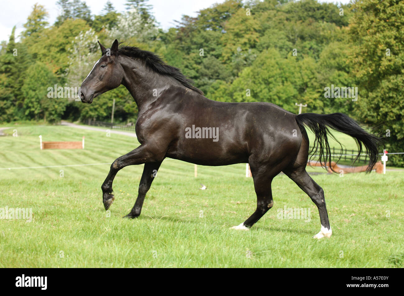 irish hunter mit 75 vollblutanteil Stock Photo Alamy