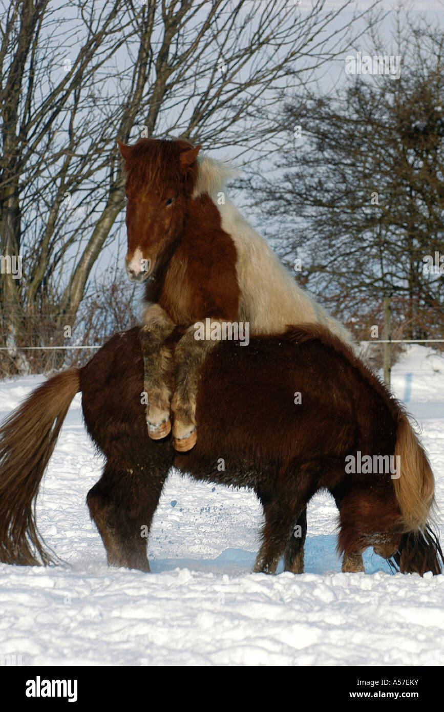 Islandic Horse Islandpony Stock Photo