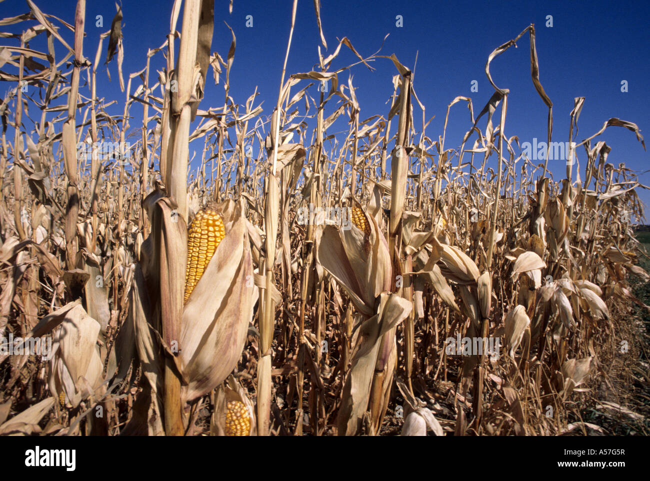 FIELD CORN READY TO HARVEST IN SOUTHERN MINNESOTA Stock Photo Alamy