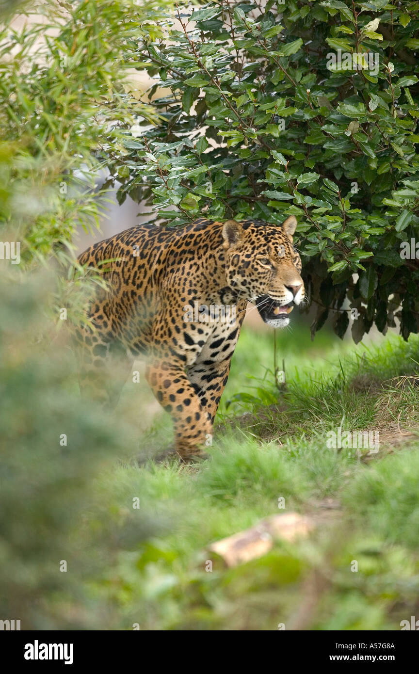Panthera onca Stock Photo - Alamy