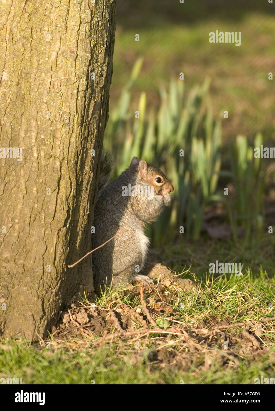 squirrel snack food eating furtive glutton spring Stock Photo