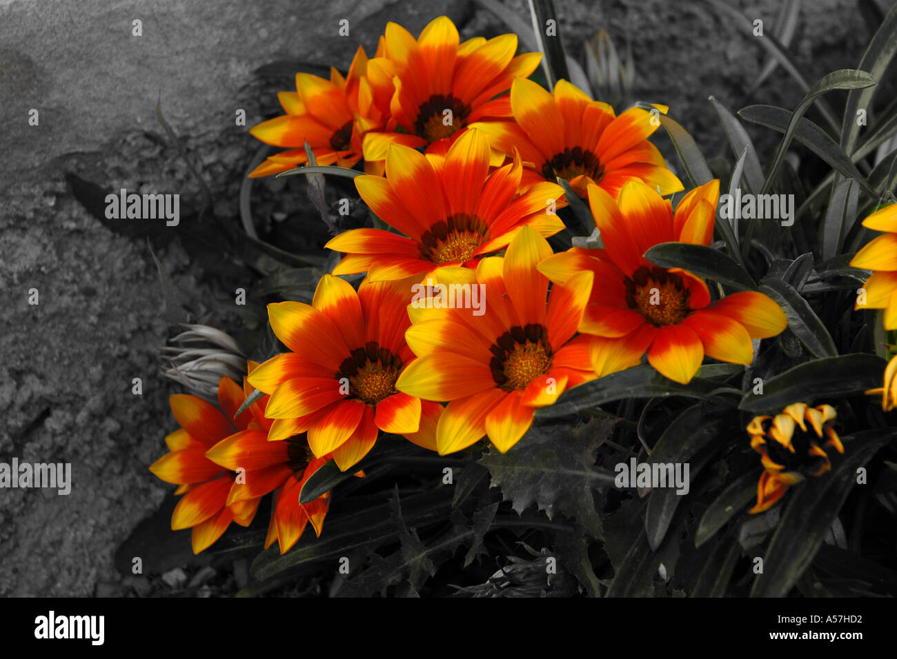 The gray race II Stock Photo - Alamy