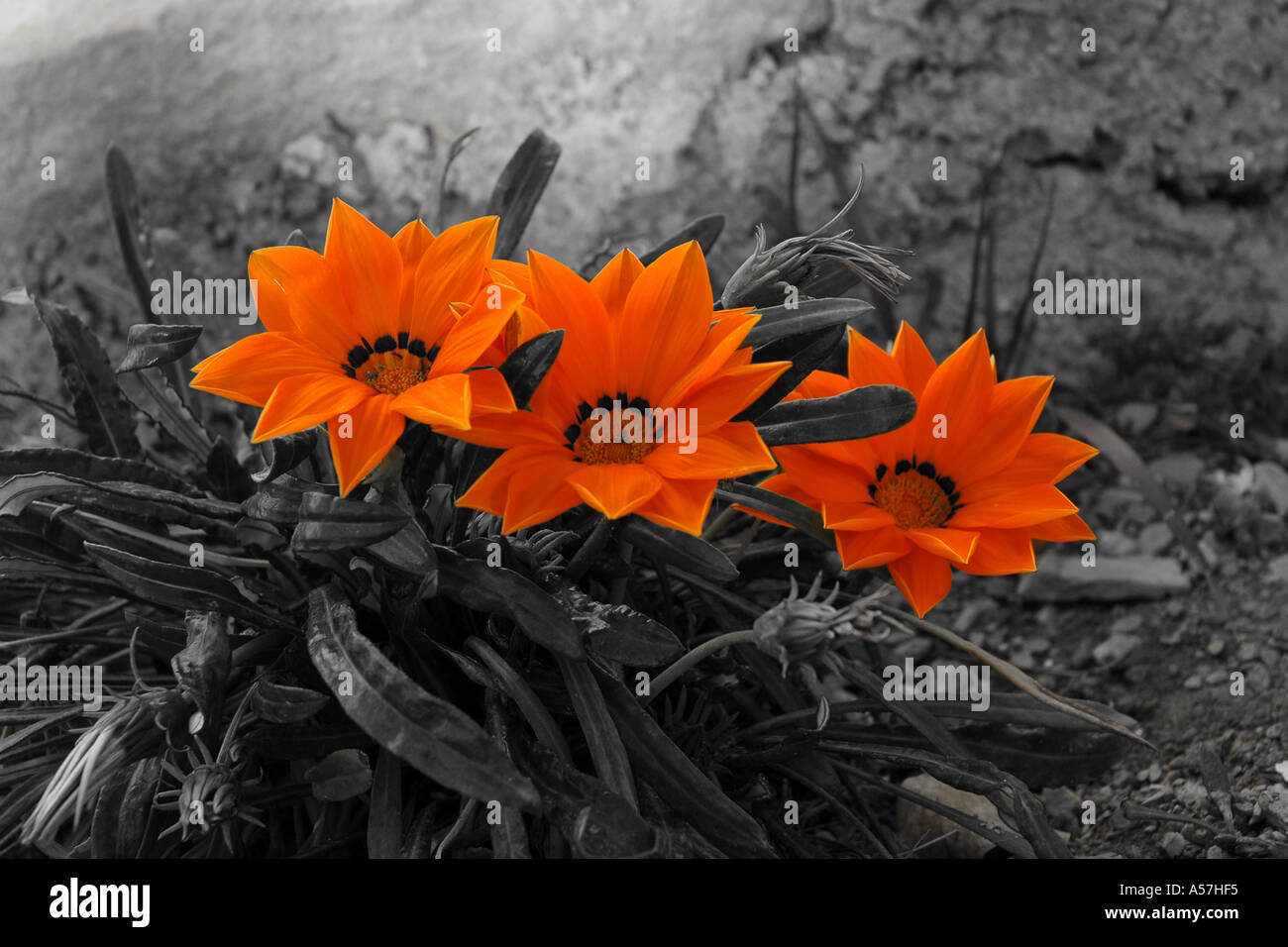 Th gray race Stock Photo - Alamy