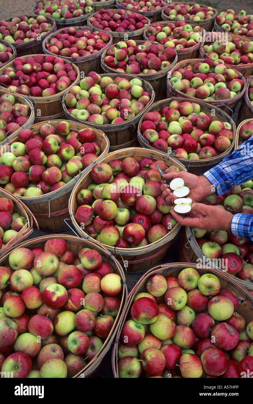 BUSHEL BASKETS OF APPLES AT ORCHARDS NEAR BAYFIELD, WISCONSIN. FALL