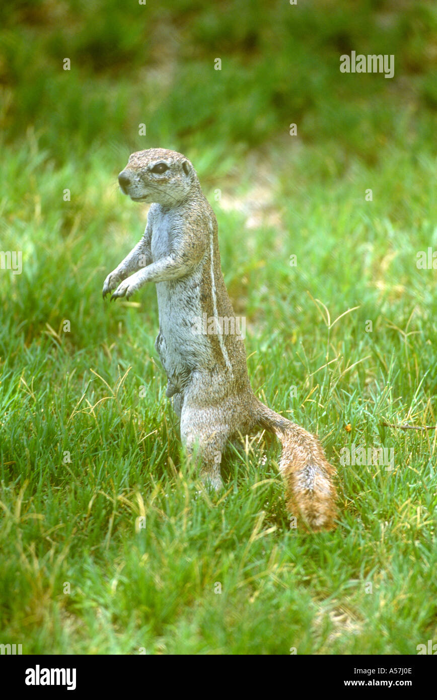 Ground Squirrel Xerus inauris Stock Photo Alamy