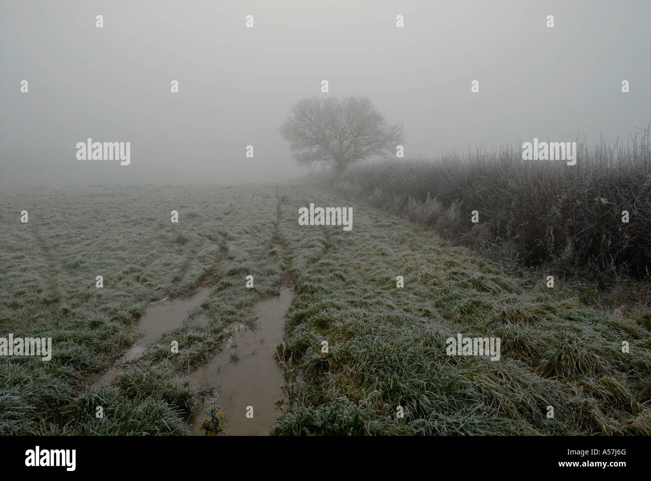 Tree in frosty fog Stock Photo - Alamy