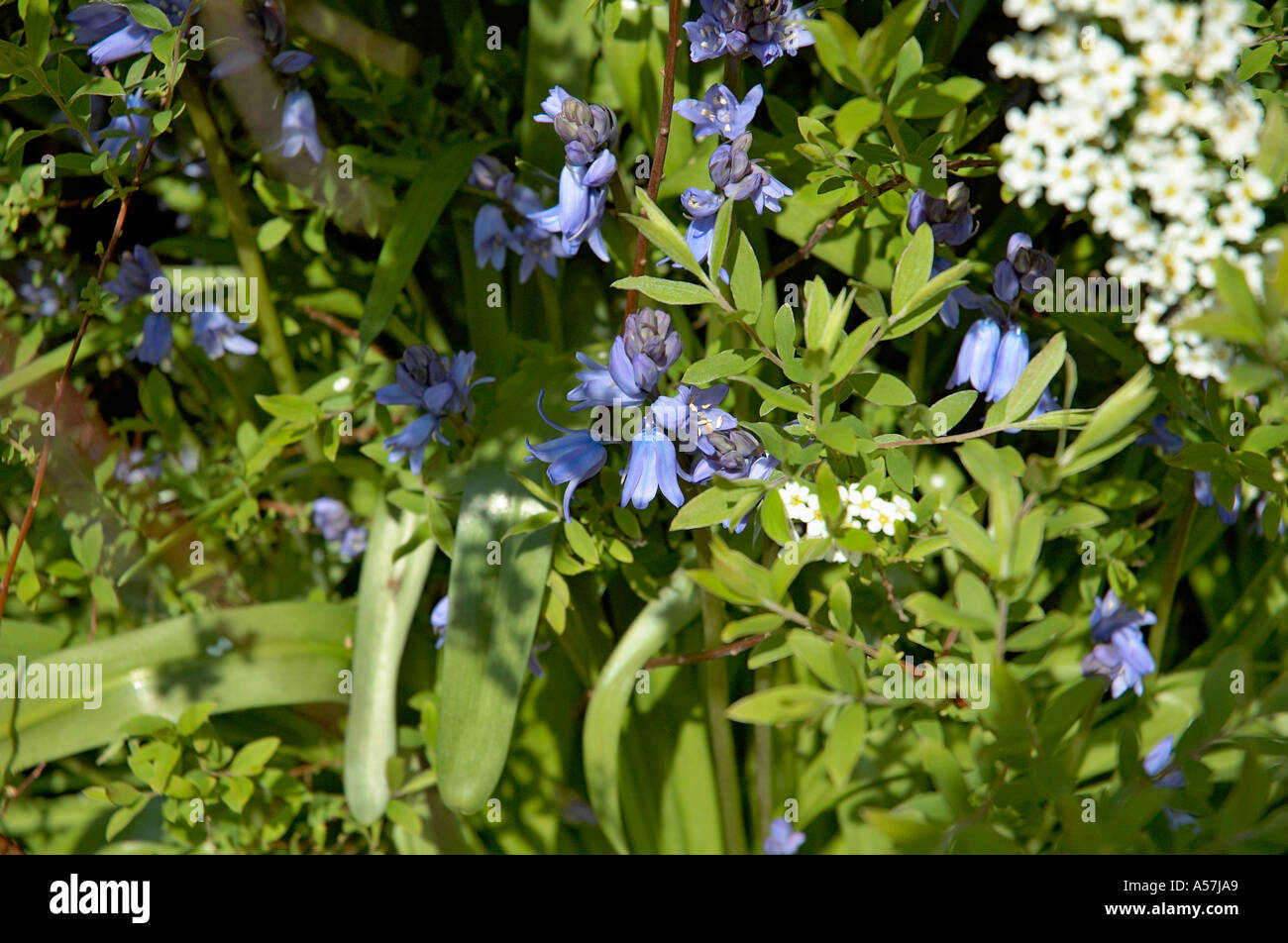 Spanish Bluebells in an English Country garden Stock Photo - Alamy
