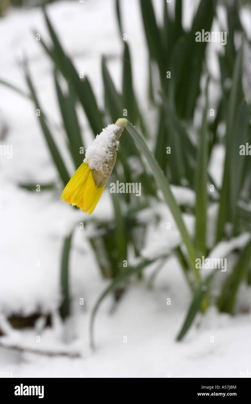 Daffodil flowering in snow Stock Photo