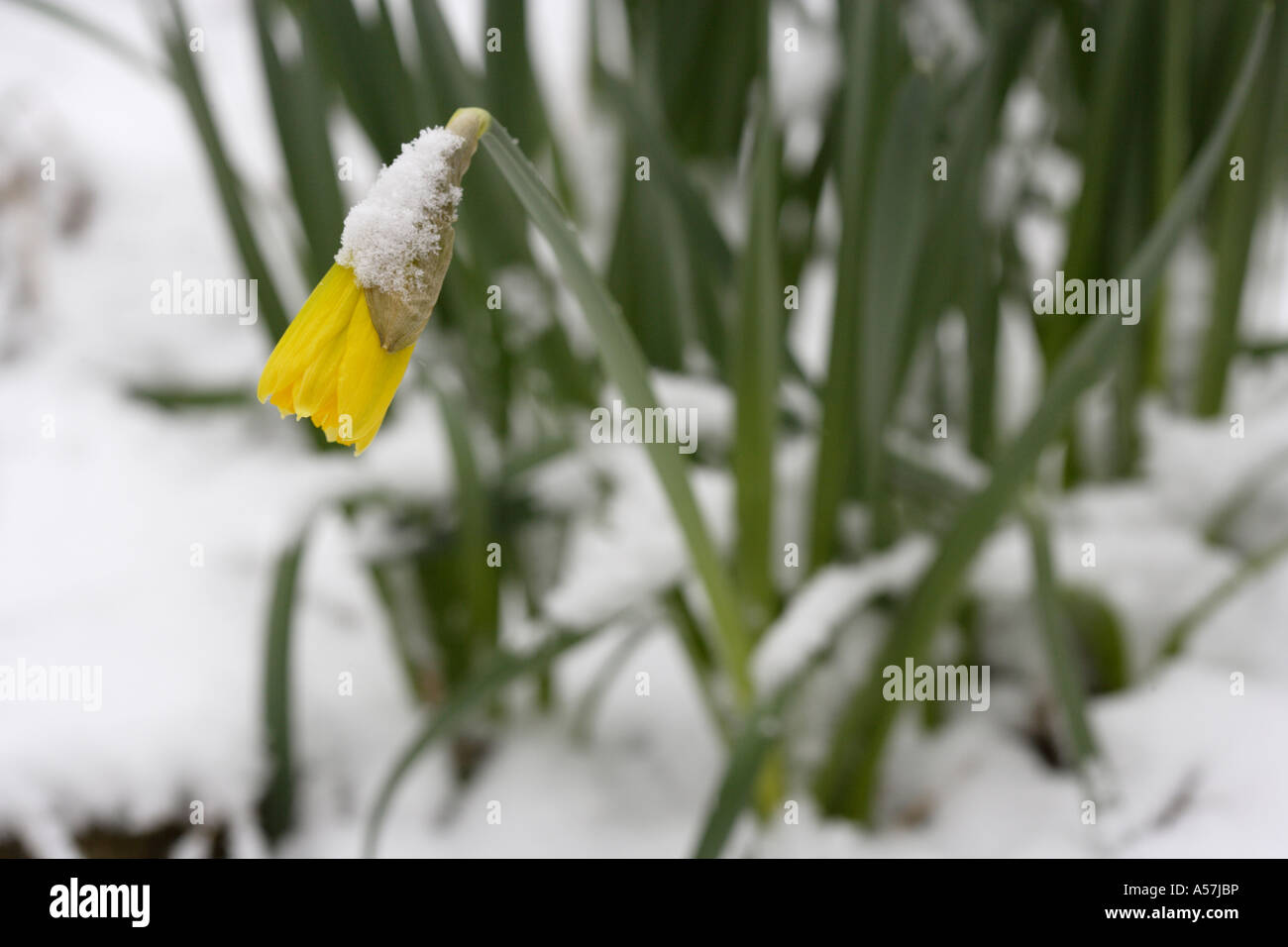 Daffodil flowering in snow Stock Photo