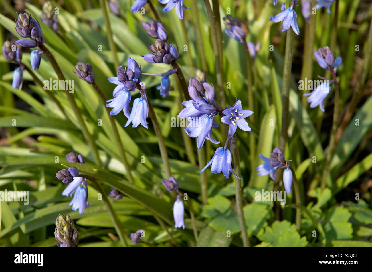 Spanish Bluebells in an English Country garden Stock Photo - Alamy