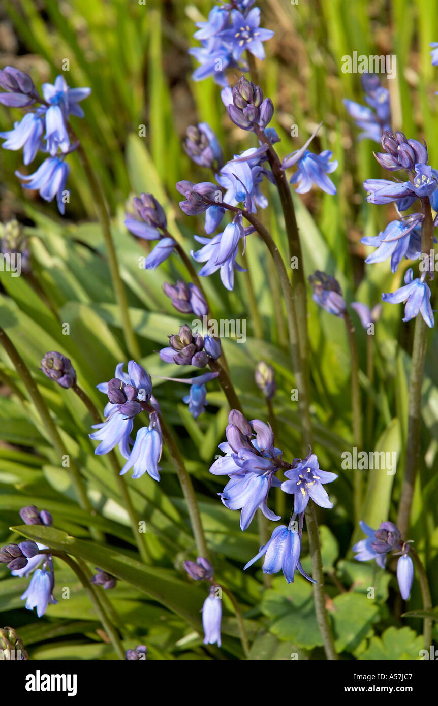 Spanish Bluebells in an English Country garden Stock Photo - Alamy