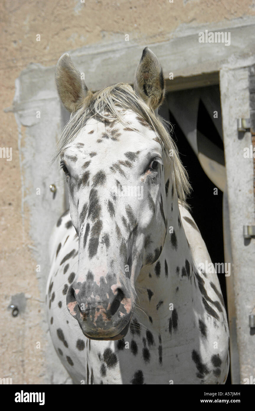 Knabstrubber Horse Stock Photo