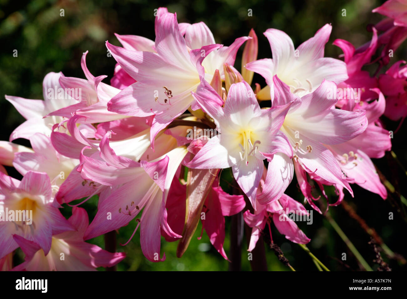 Amaryllis belladonna in bloom.Kirstenbosch Botanical garden Cape Town South Africa Stock Photo