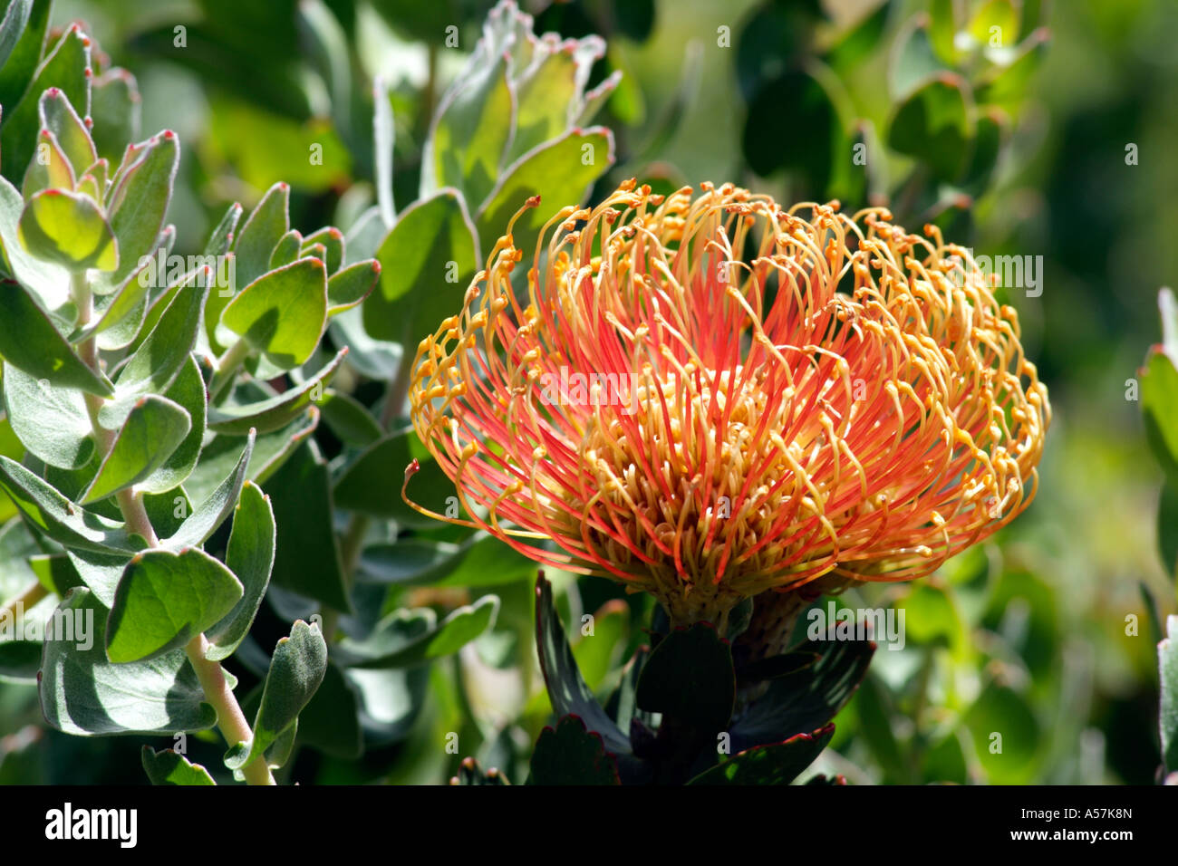 Pincushion Protea in bloom.Kirstenbosch Botanical Gardens Cape Town South Africa. Stock Photo