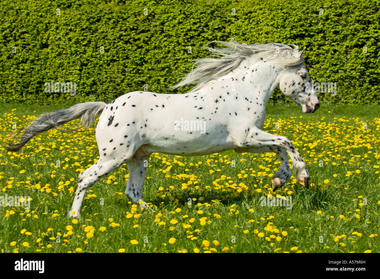 5 years old Knabstrupper horse stallion galloping in a meadow full of dandelion Stock Photo