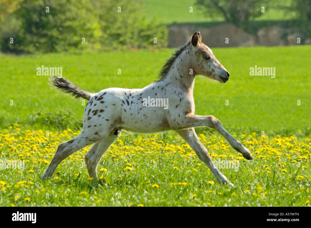3 weeks  Knabstrupper horse foal galloping in a meadow full of dandelion Stock Photo