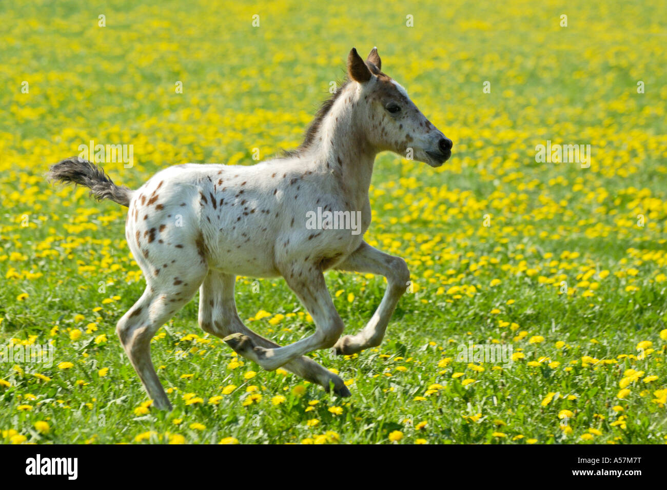 3 weeks  Knabstrupper horse foal galloping in a meadow full of dandelion Stock Photo