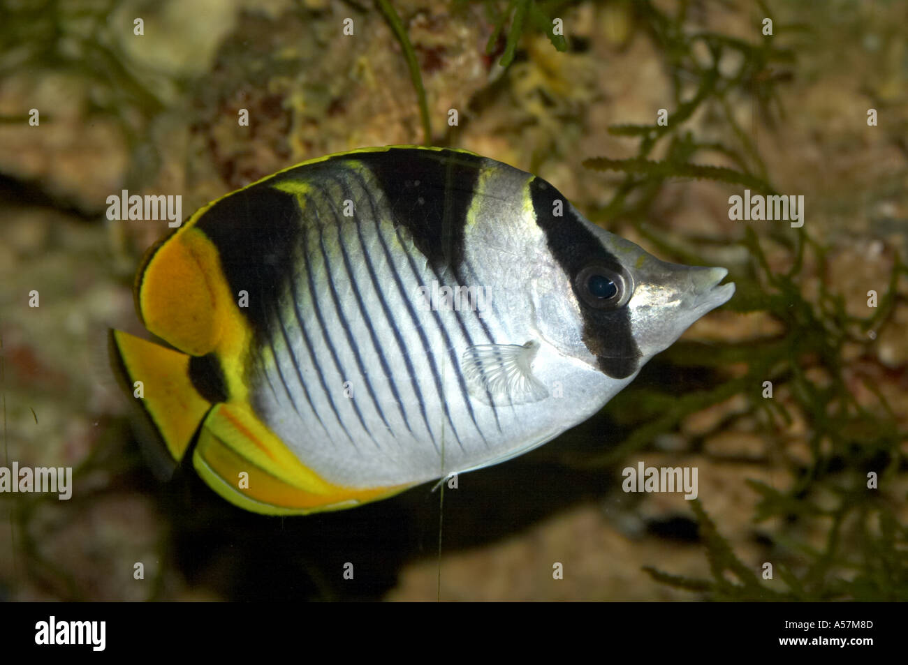 Falcula Butterflyfish in Tropical Fish aquarium Stock Photo