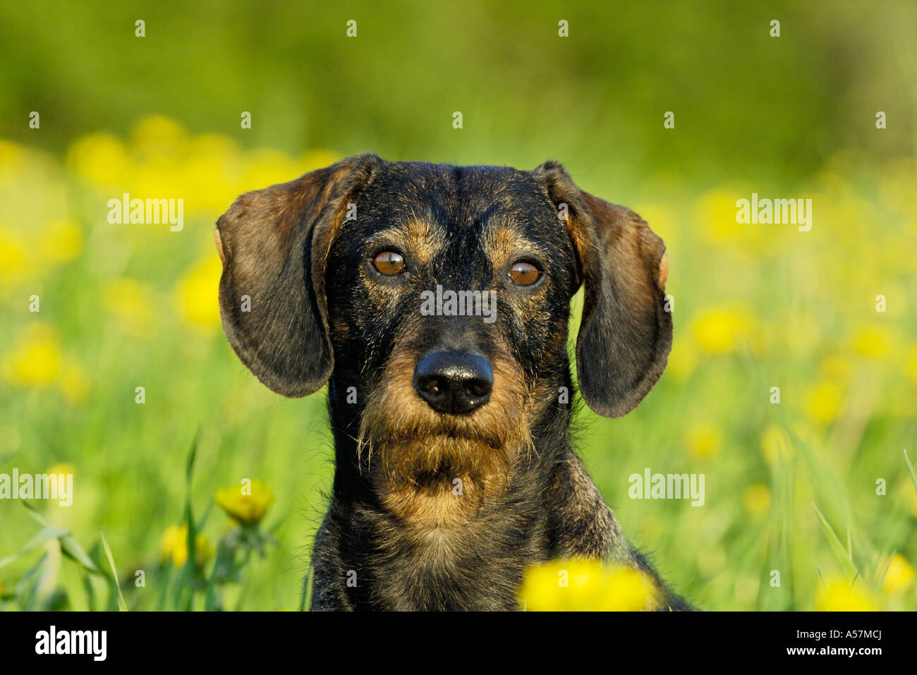 "Sausage dog" sitting in a dandelion meadow Stock Photo Alamy