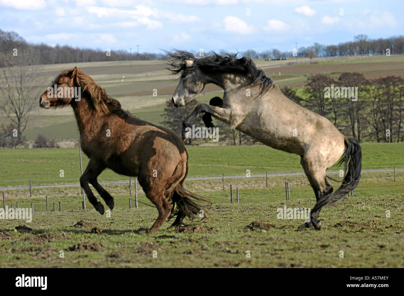 Mangalarga Marchador Horse Stock Photo