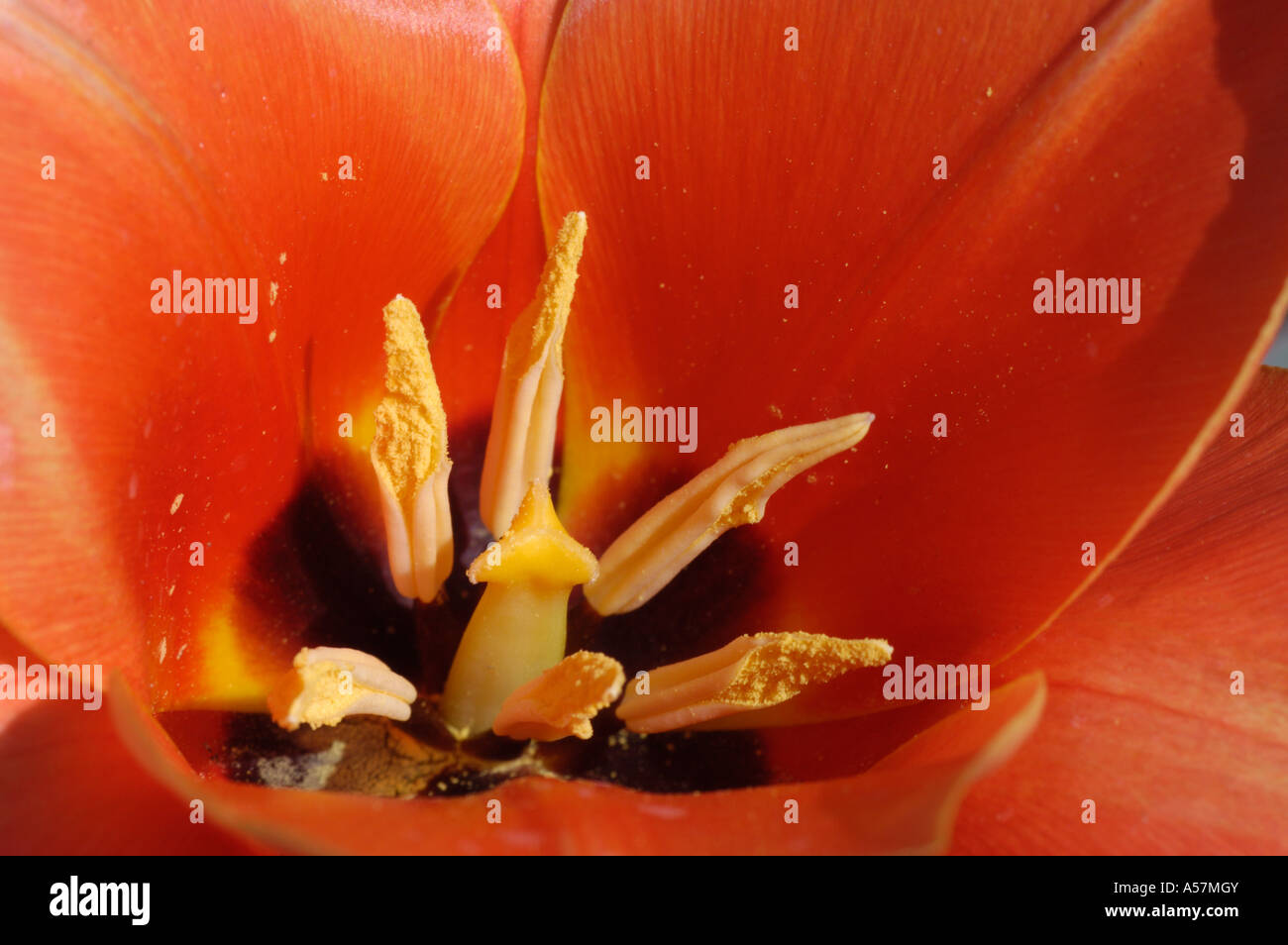 Pistil and anthers of a red Calypso tulip bloom Tulipa Greigii Hyb Stock Photo