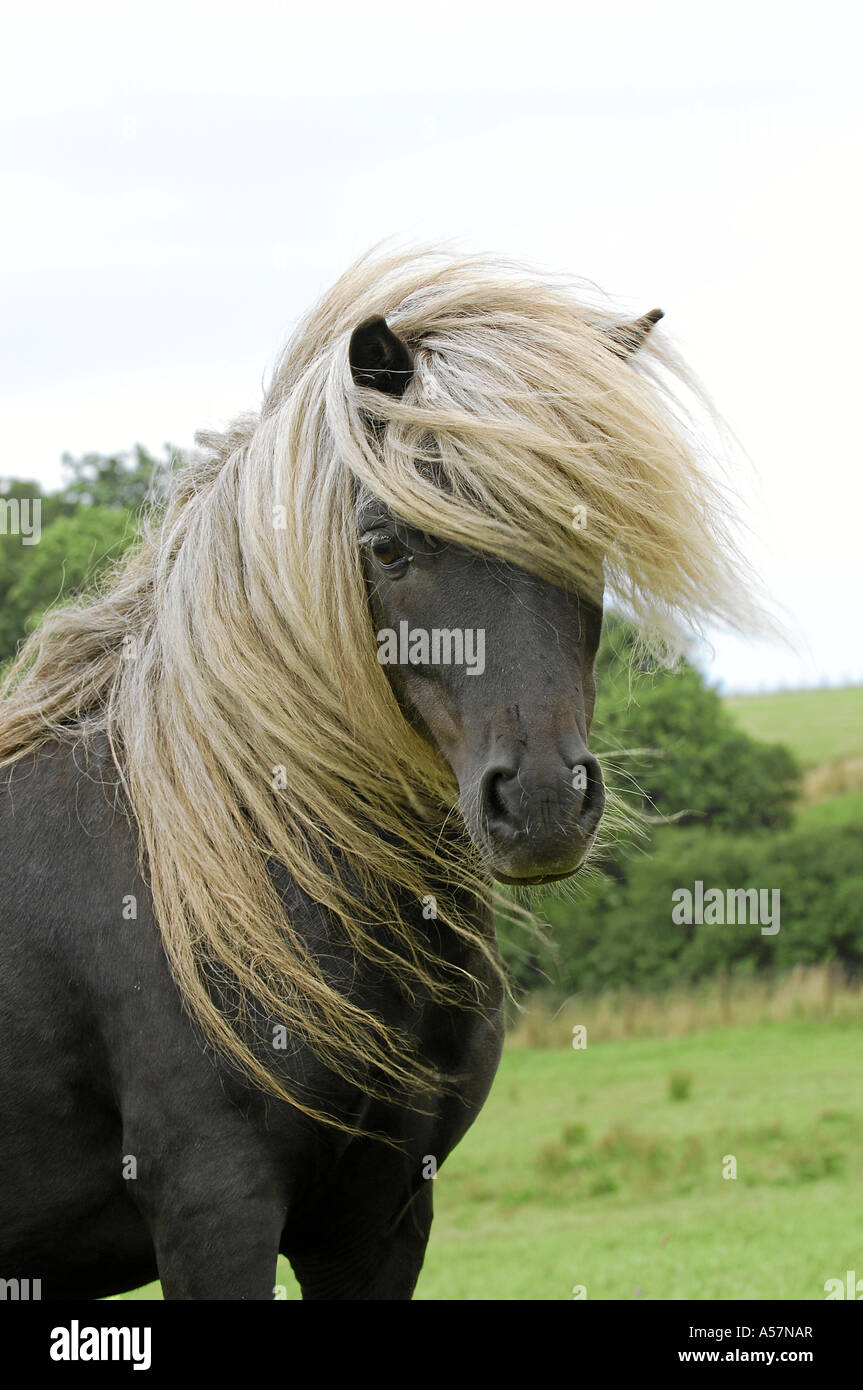 Mini Shetty High Resolution Stock Photography and Images - Alamy