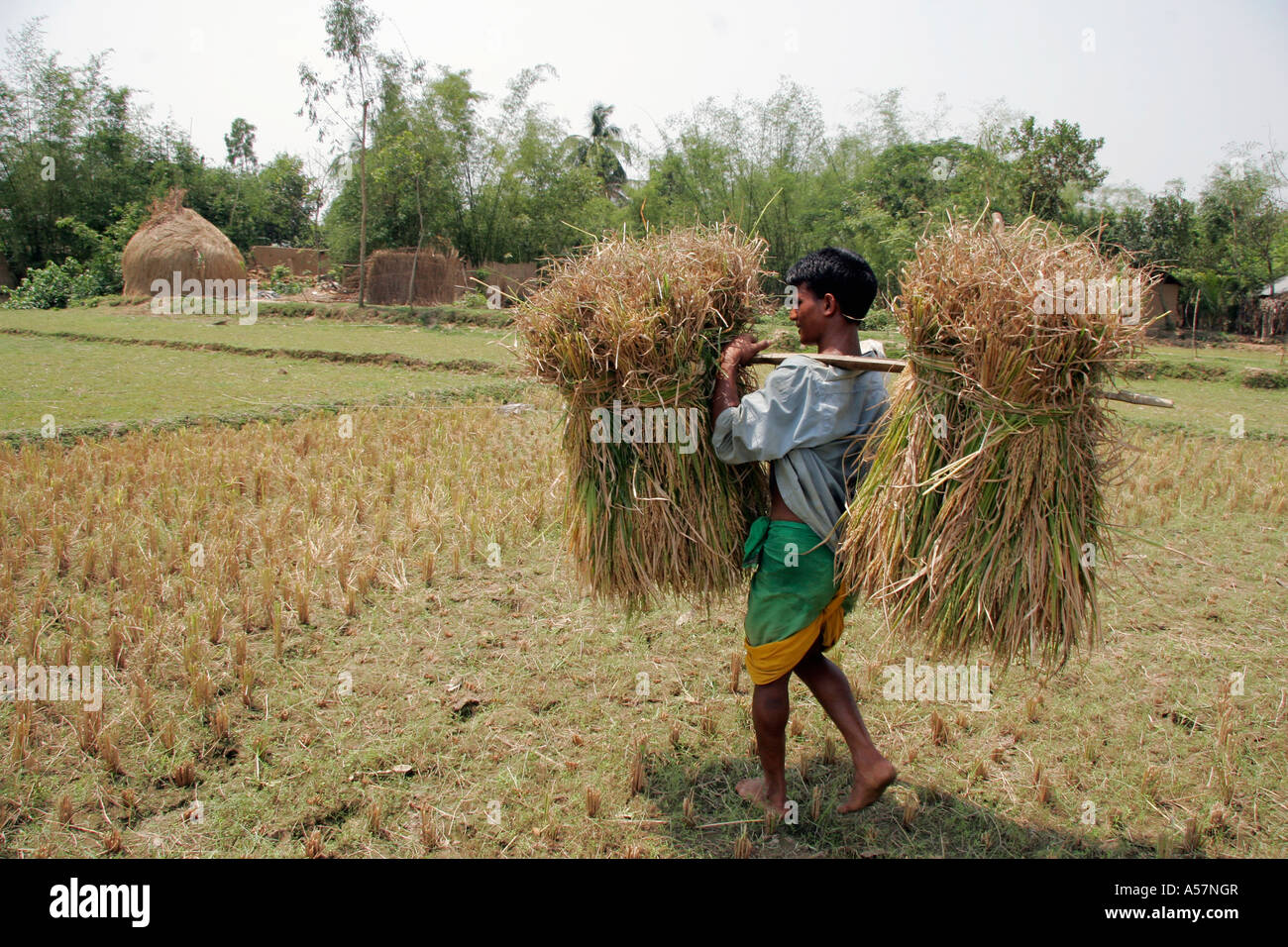jf5416 bangladesh man carrying harvested rice mymensingh use forbidden ...