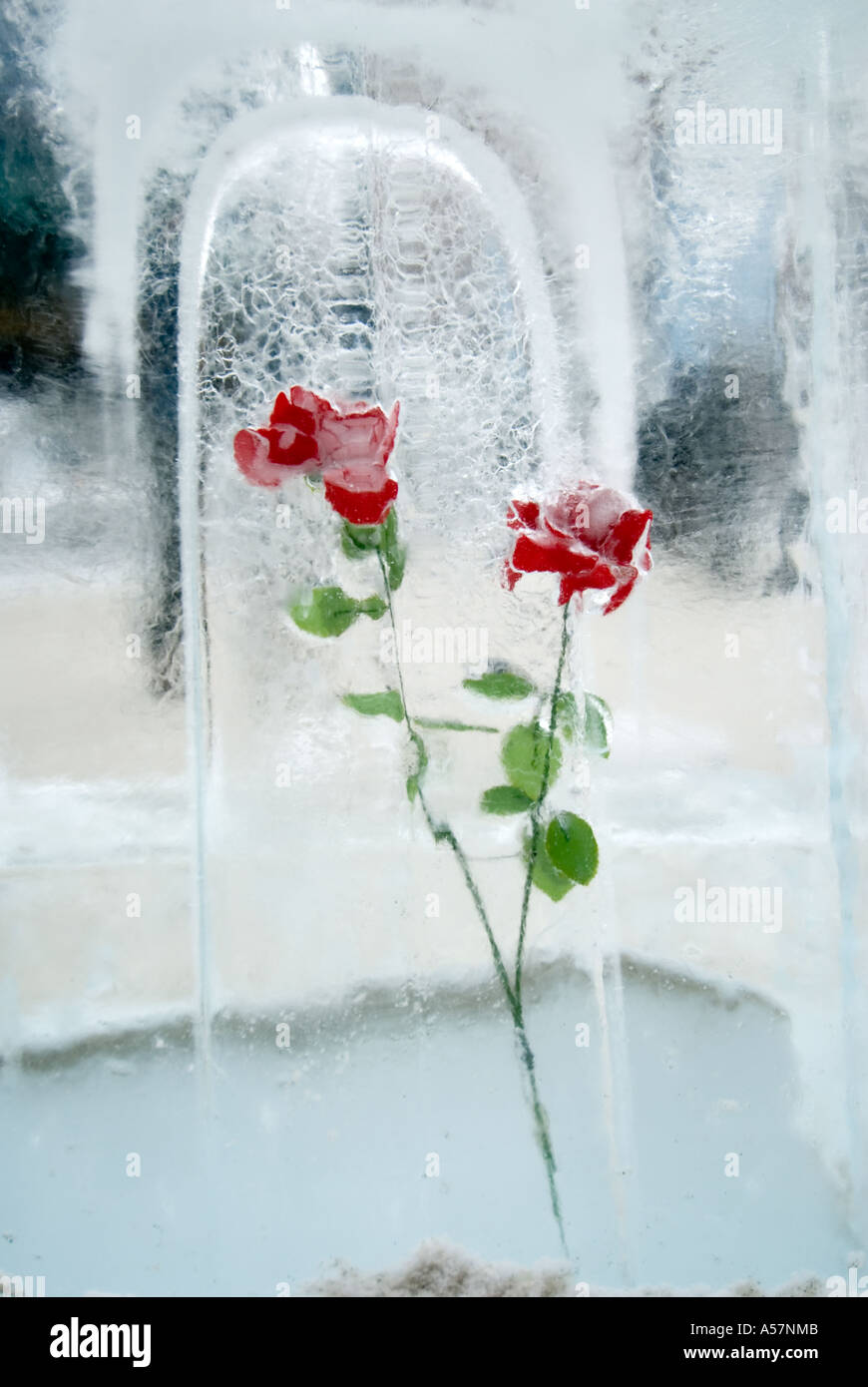 Red rose frozen in block of ice at Sapporo Snow Festival 2006 Stock Photo