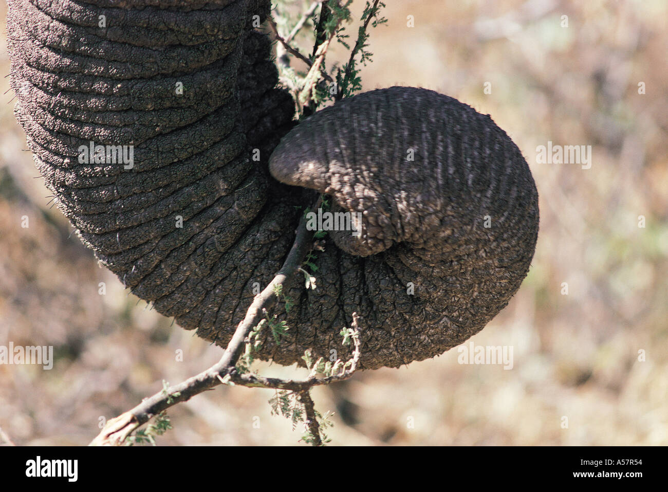 Close up of elephant s trunk holding a piece of acacia tree Samburu National Reserve Kenya East Africa Stock Photo